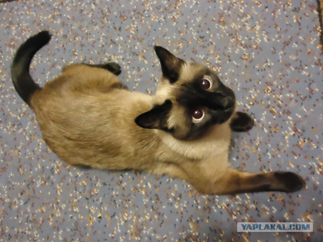 Котовторник 18.03.2014