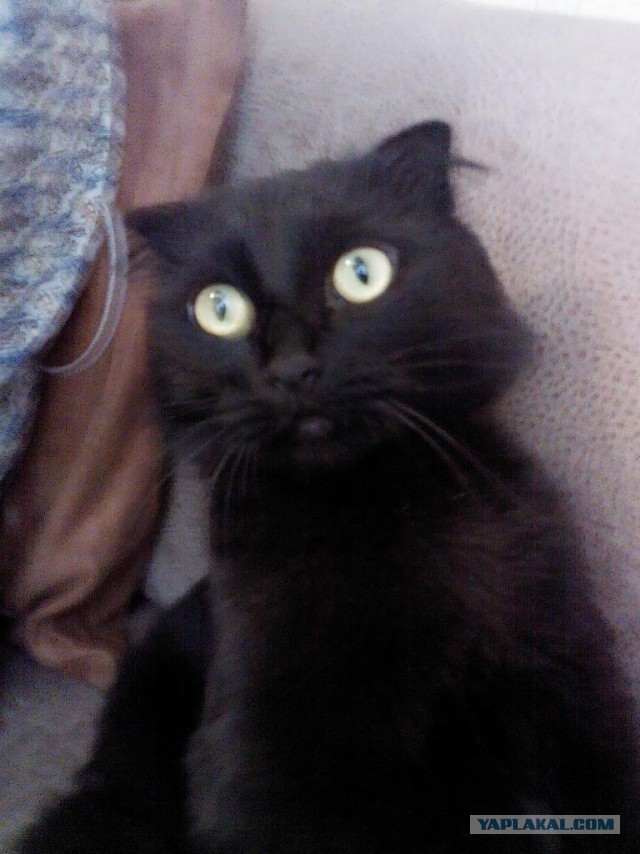 Котовторник 15.07.2014.