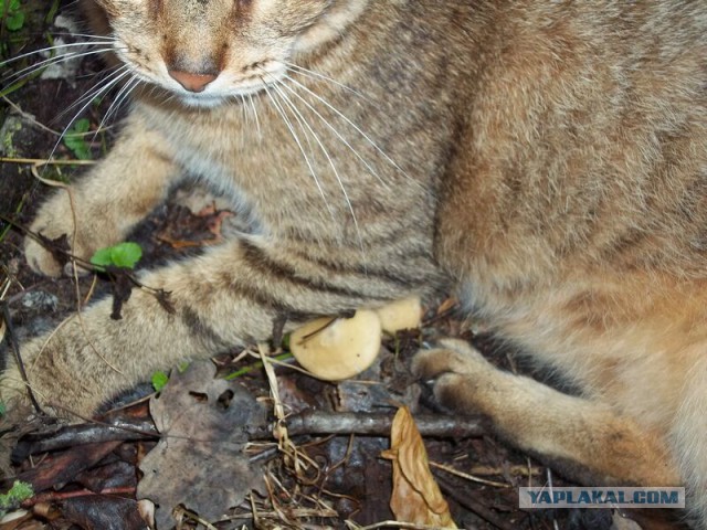 Жизнь домашнего приюта для котеек 23