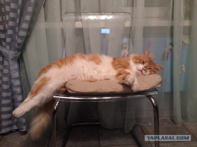 Котовторник 02.09.2014