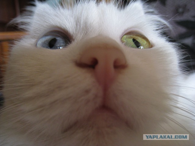 Котовторник 09.09.2014