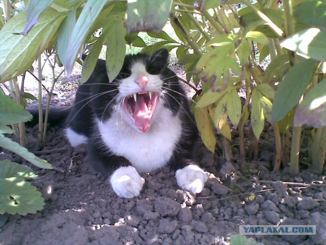 Котовторник 16.09.14