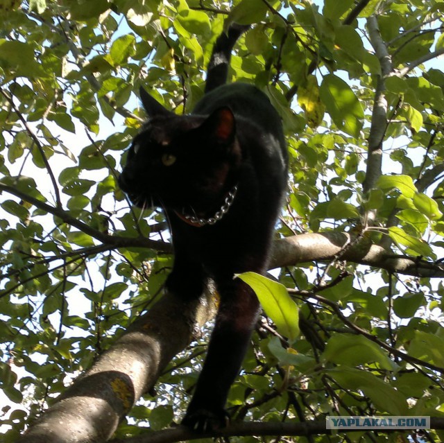 Котовторник 23.09.2014.