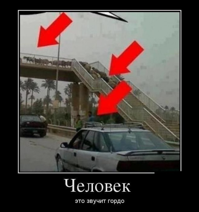 Горячие демотиваторы