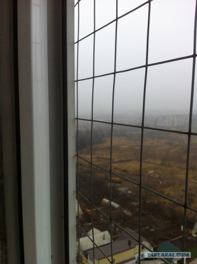 Котовторник 11.11.2014