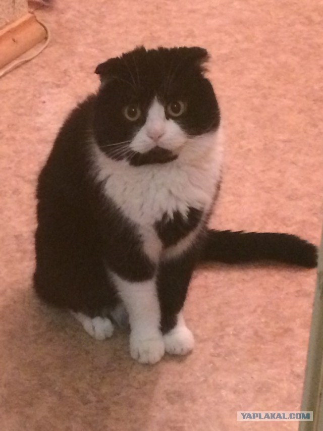 Котовторник 2.12.14