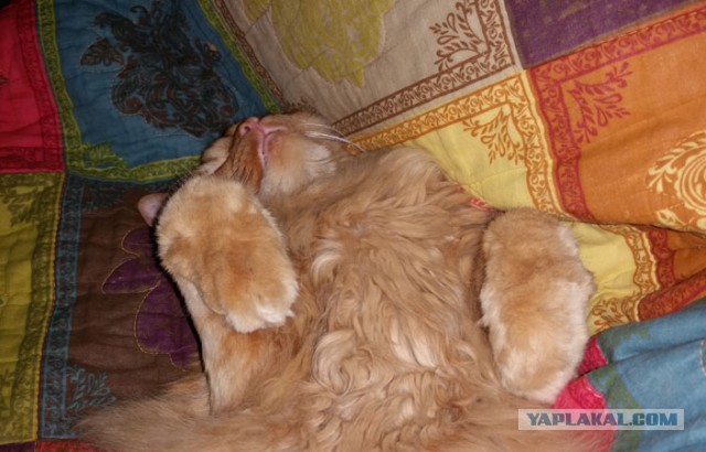 Котовторник 27.01.2015