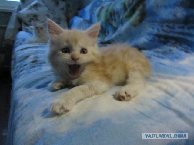 Котовторник
