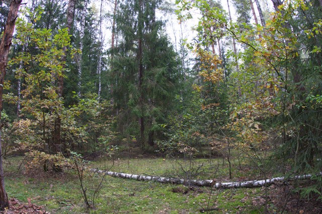 Золотая осень