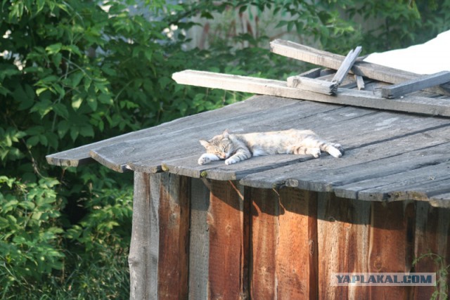 Котовторник 11.08.2015