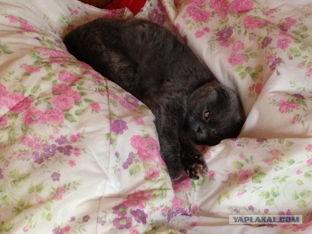 Котовторник