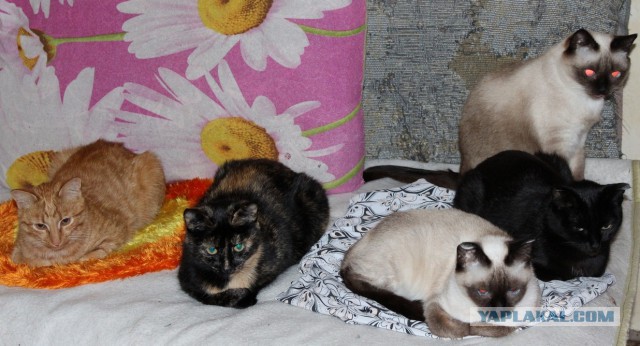 Котовторник 15-09-2015 !