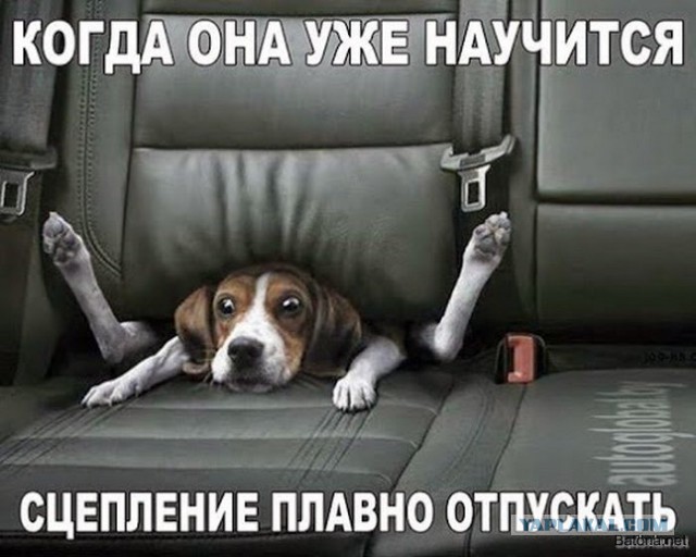 Собакочетверг 17.09.2015