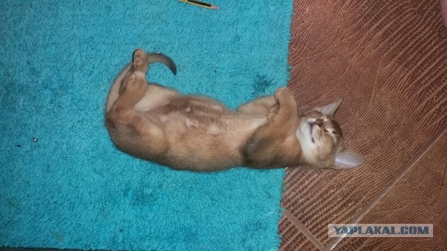 Котовторник 24.11.2015