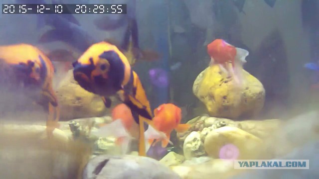 За что я люблю китайцев