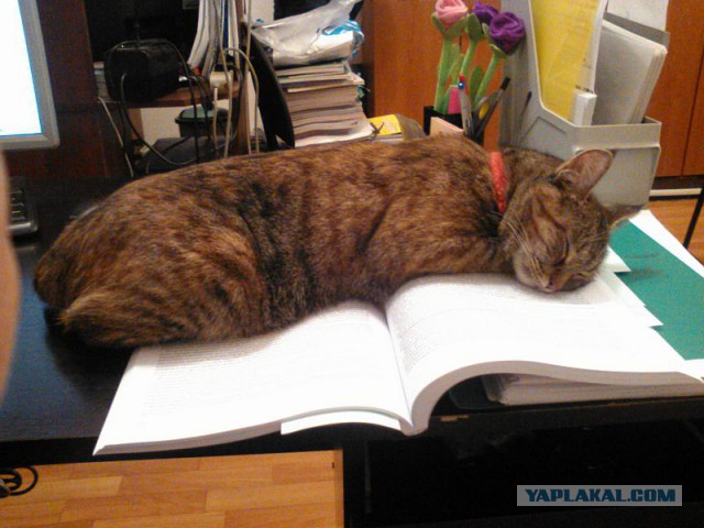 Рабочие будни моего начальника