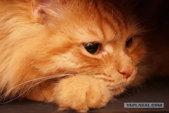 Новорег ЯПа с первой, но годной темой