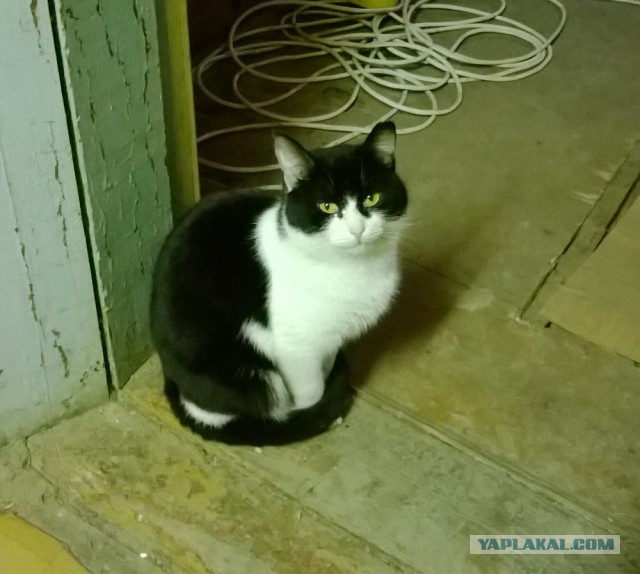 Жизнь домашнего приюта для котеек 104