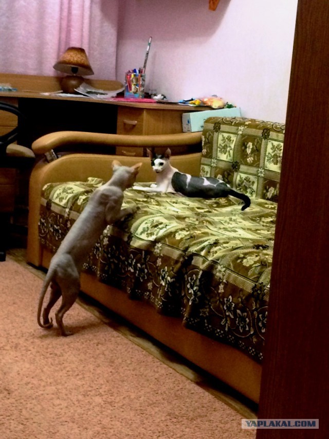Весело, задорно, я снимаю порно! 18+