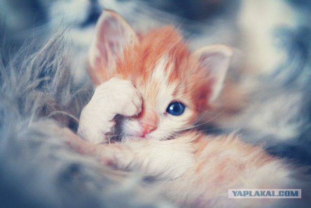 Выборка фотогеничных котэнов