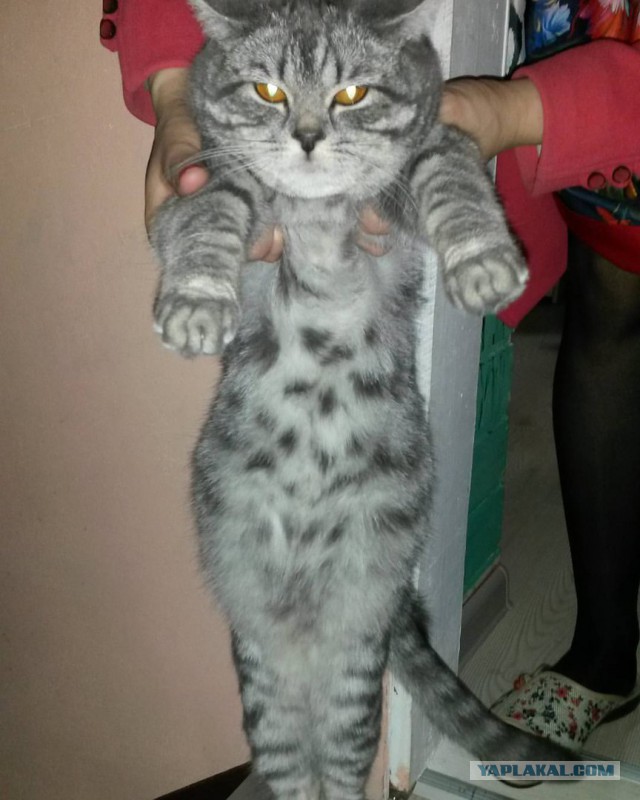 Кошка попросила о помощи.