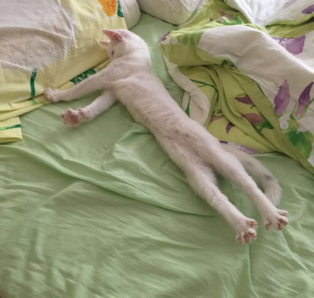 Кото-вторник 24 Мая 2016го :)