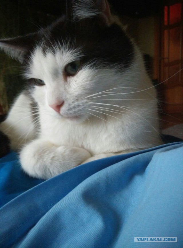 Котовторник 21.06.16