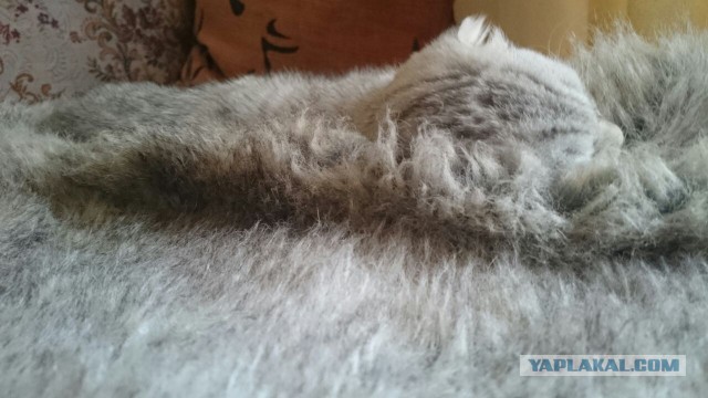Ваши фотки котов на телефон