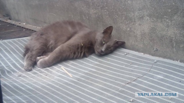 Котовторник 26.07 2016