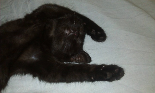 Котовторник 09.08.2016