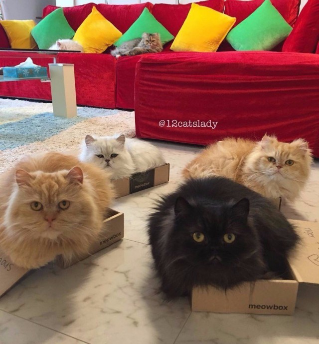 Коты из сети