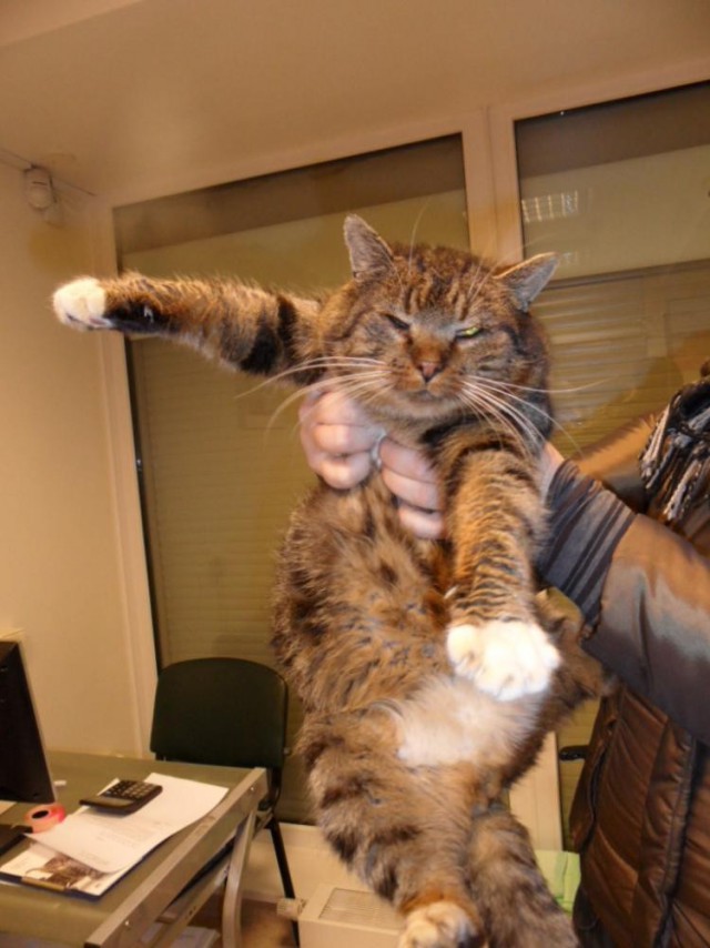 Коты из сети