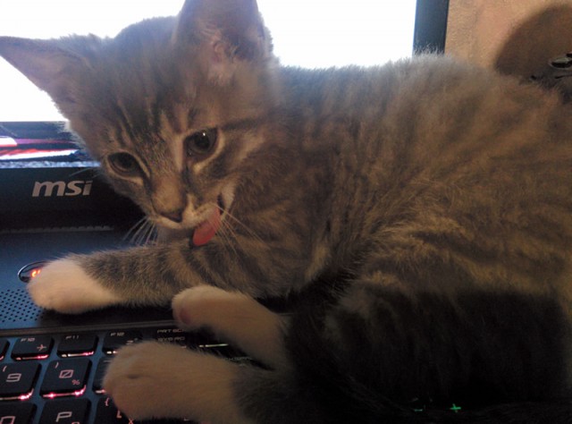 Дом для кота
