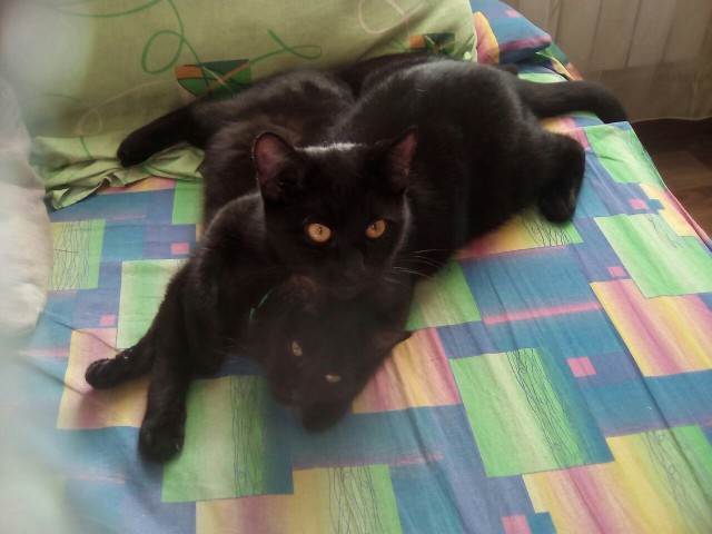 Коты из сети