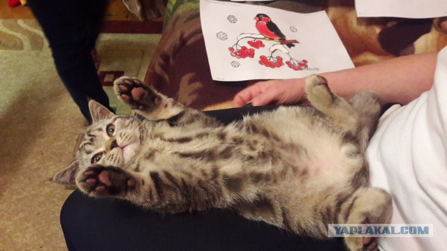 Котовторник  14.02.2017