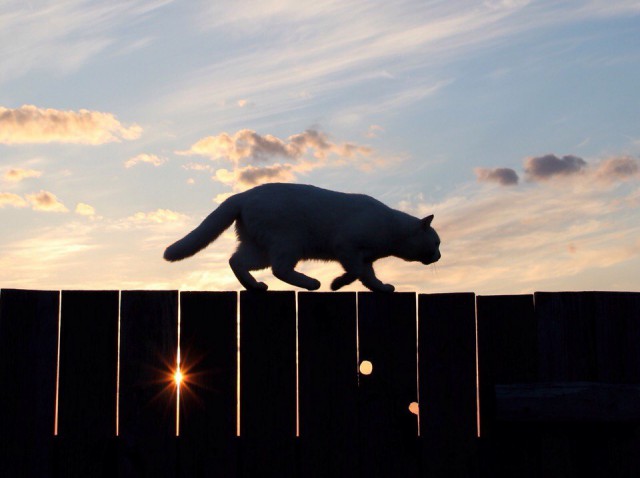 Коты и Кошки