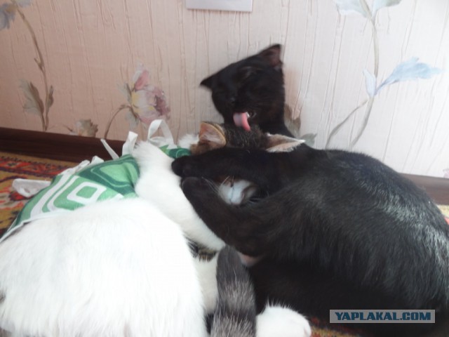 Котовторник 2.05.2017