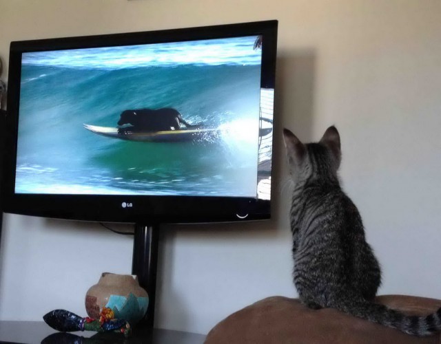 Коты и Кошки