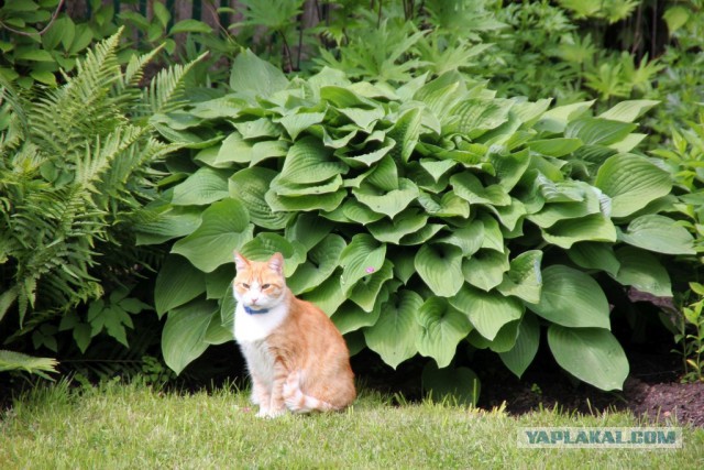 Кот и сад