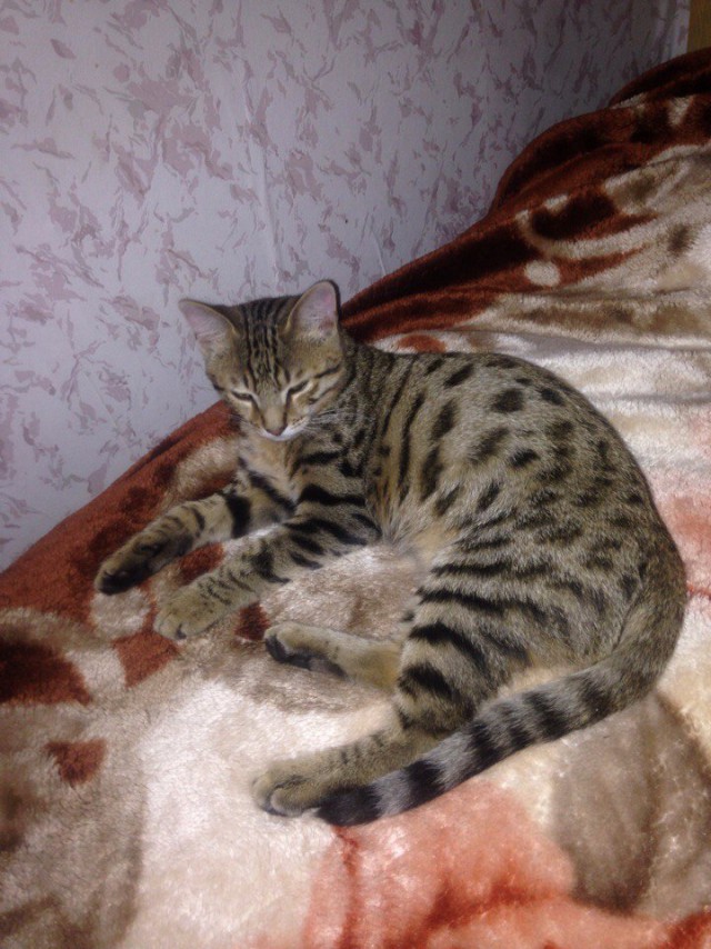 Коты и Кошки