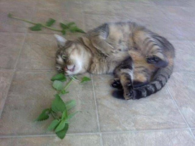 Коты и Кошки