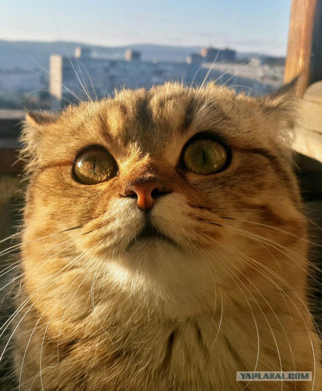 Котовторник