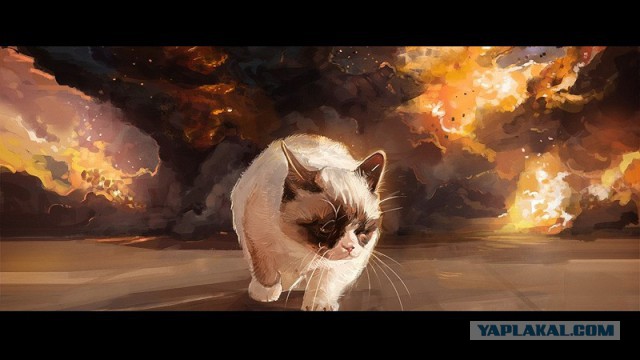 Этот котик физически не способен плохо получиться на снимке, как бы ни старался его хозяин