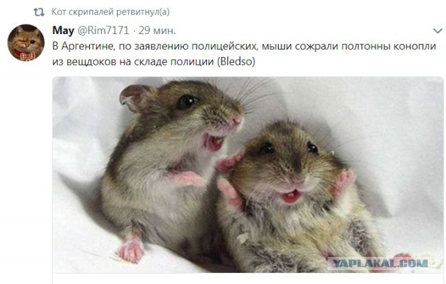 Смешные комментарии из социальных сетей 20.04.2018