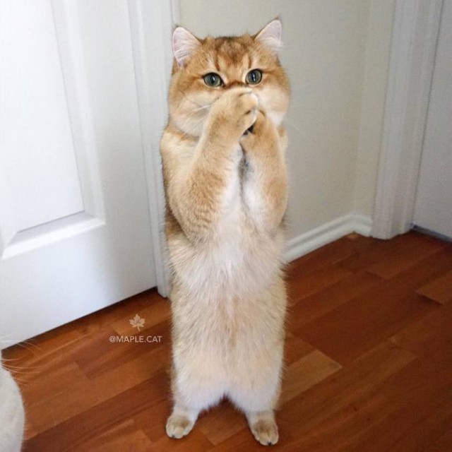 Прикольных котов пост