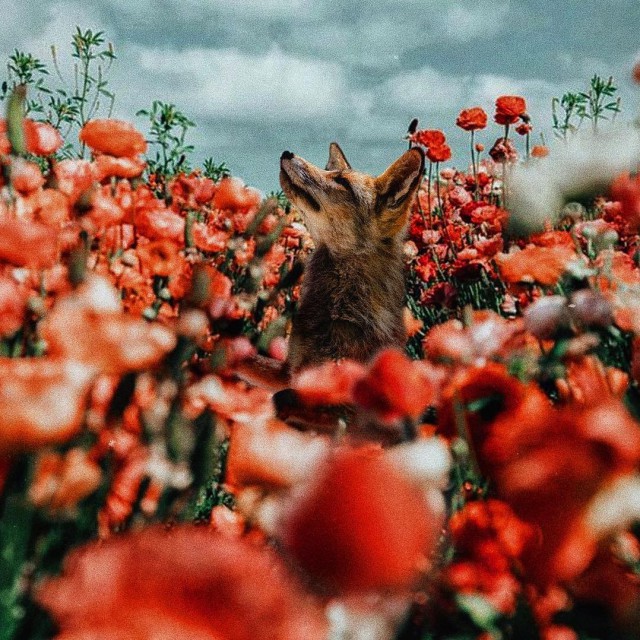 Живность из сети