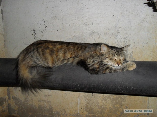 Котовторник!