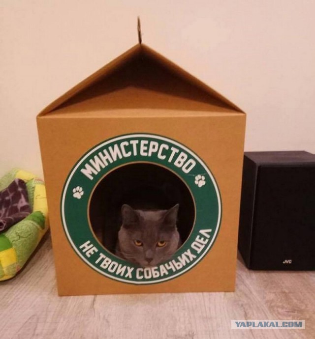 Почему кошки так любят коробки?