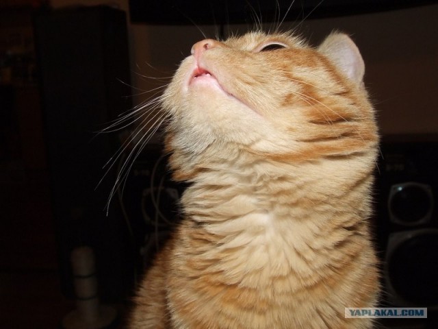 Котовторник, 19 октября