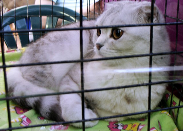 Коты, кошки и котята